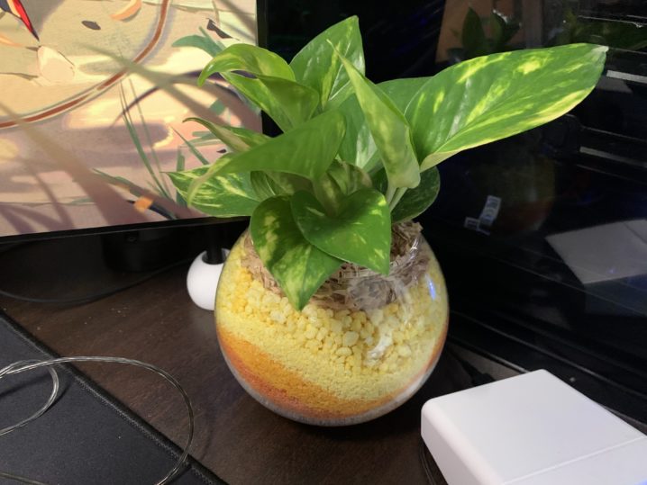 観葉植物を購入しました ふうりんブログ